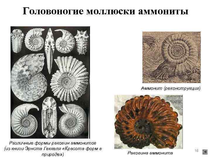   Головоногие моллюски аммониты     Аммонит (реконструкция)  Различные формы