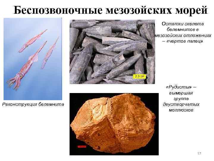   Беспозвоночные мезозойских морей      Остатки скелета  