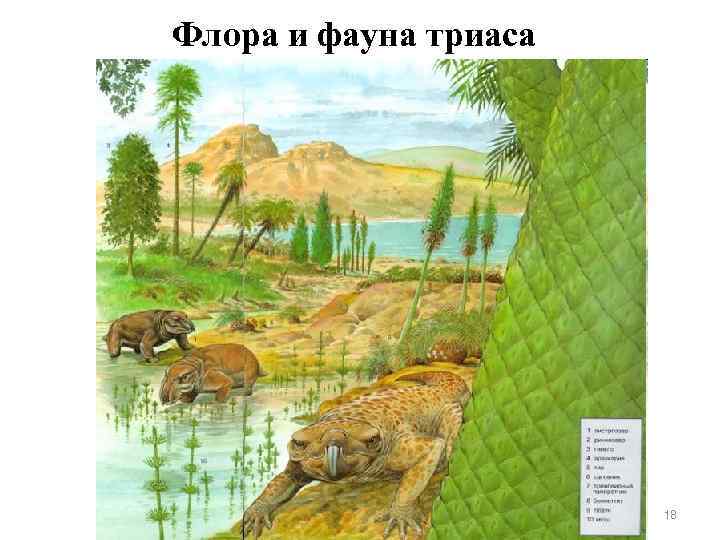 Флора и фауна триаса      18 