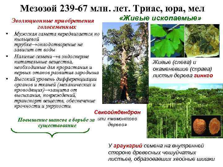  Мезозой 239 -67 млн. лет. Триас, юра, мел Эволюционные приобретения   «Живые
