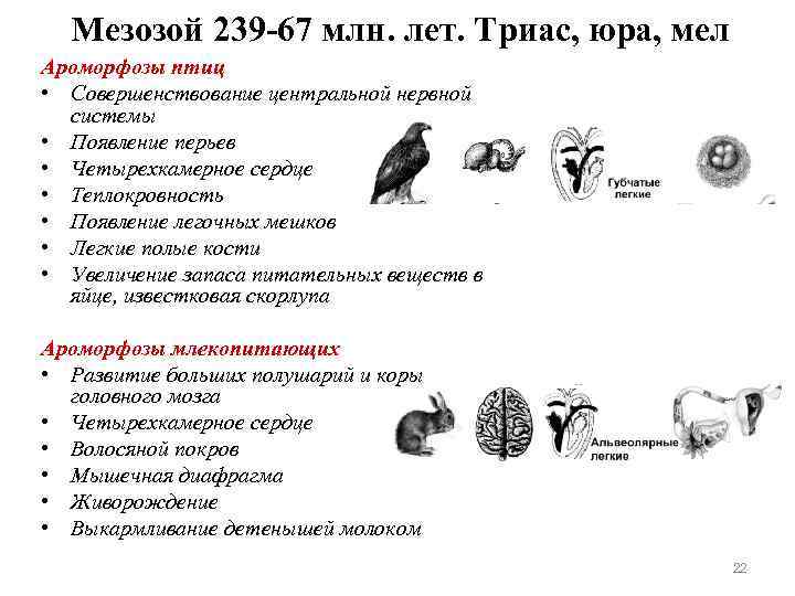  Мезозой 239 -67 млн. лет. Триас, юра, мел Ароморфозы птиц • Совершенствование центральной