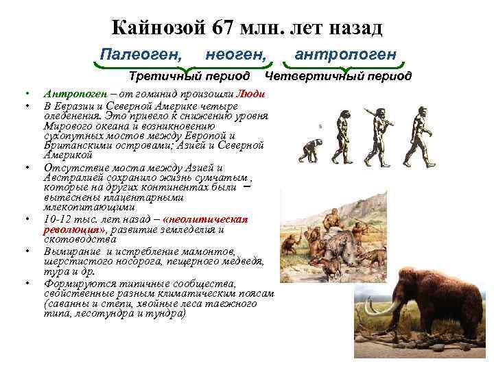     Кайнозой 67 млн. лет назад   Палеоген,  неоген,