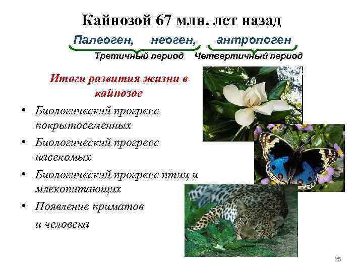   Кайнозой 67 млн. лет назад  Палеоген, неоген, антропоген   