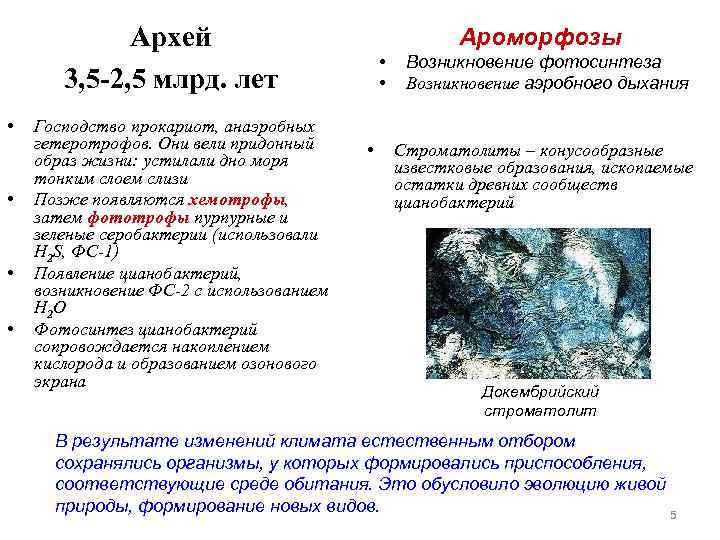    Архей    Ароморфозы    • Возникновение фотосинтеза