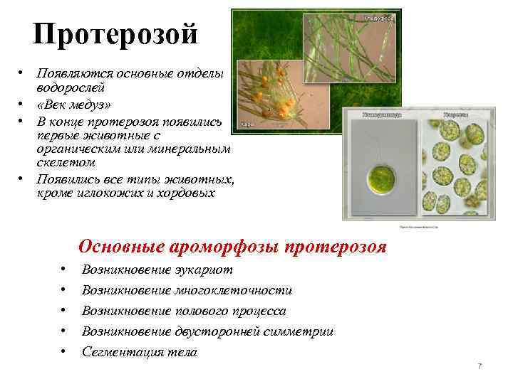  Протерозой  • Появляются основные отделы  водорослей •  «Век медуз» 