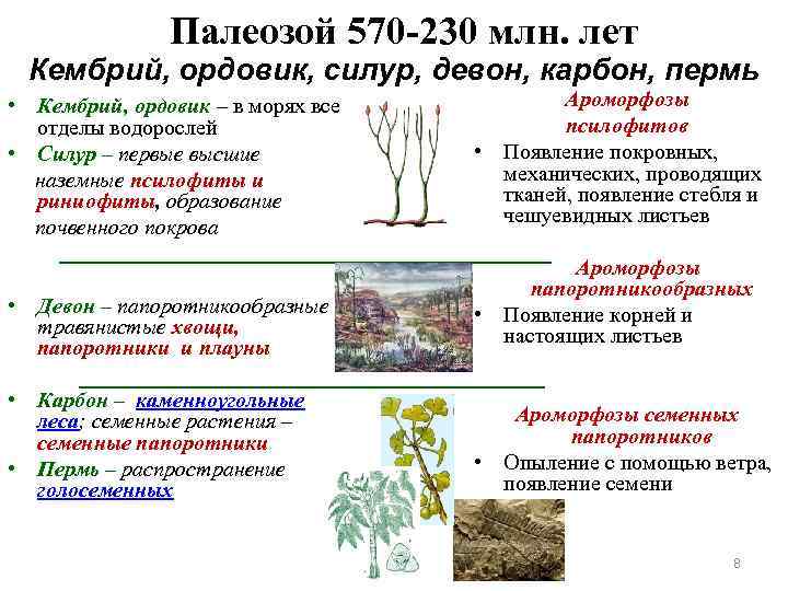     Палеозой 570 -230 млн. лет Кембрий, ордовик, силур, девон, карбон,
