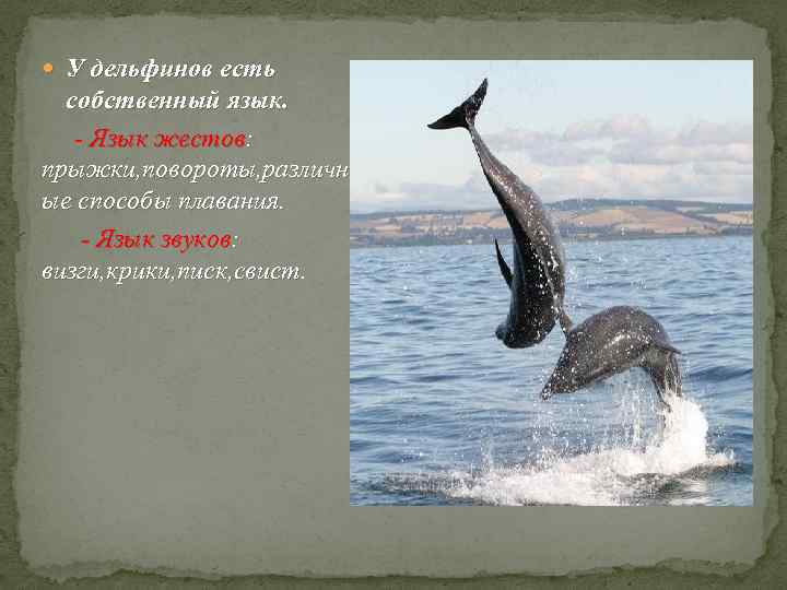  У дельфинов есть собственный язык.  - Язык жестов:  прыжки, повороты, различн