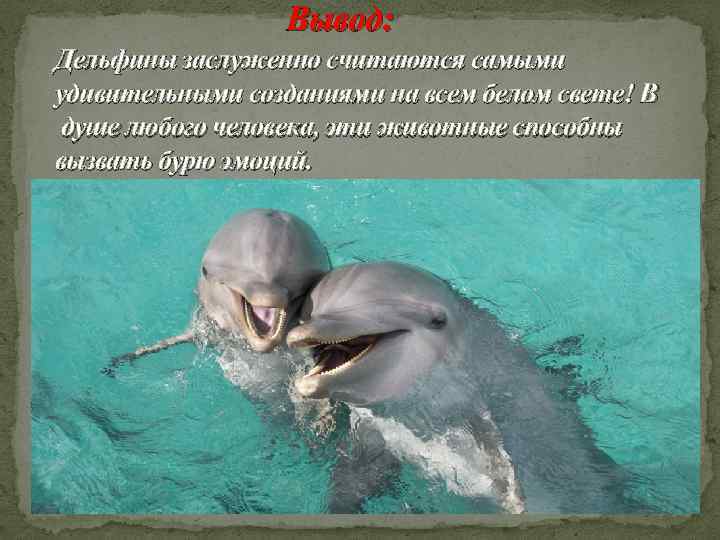      Вывод: Дельфины заслуженно считаются самыми удивительными созданиями на всем