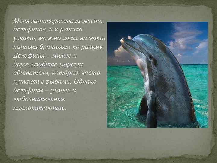 Меня заинтересовала жизнь дельфинов, и я решила узнать, можно ли их назвать нашими братьями
