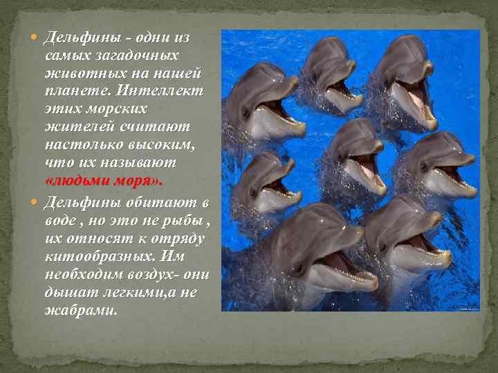  Дельфины - одни из  самых загадочных  животных на нашей  планете.