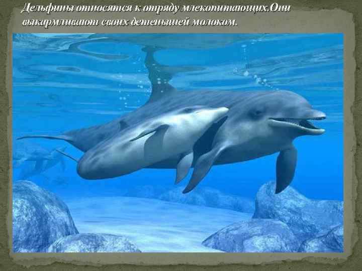 Дельфины относятся к отряду млекопитающих. Они выкармливают своих детенышей молоком. 