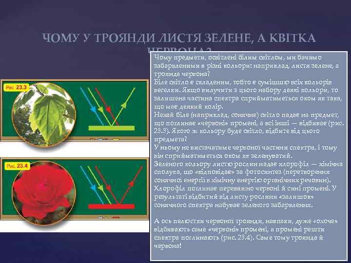 ЧОМУ У ТРОЯНДИ ЛИСТЯ ЗЕЛЕНЕ, А КВІТКА    ЧЕРВОНА?   