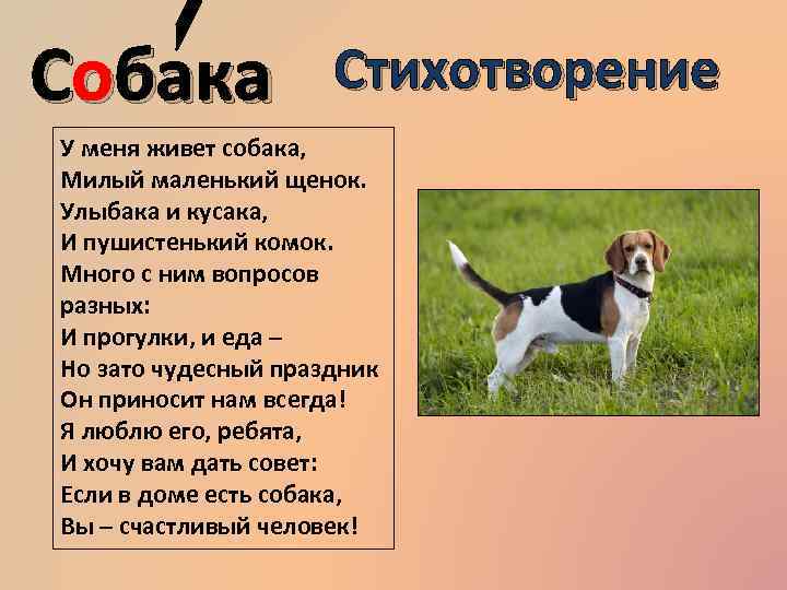 Собака Стихотворение У меня живет собака, Милый маленький щенок. Улыбака и Собака Стихотворение У меня живет собака, Милый маленький щенок. Улыбака и