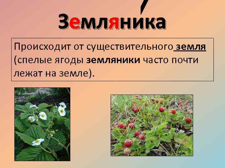 Земляника предложение