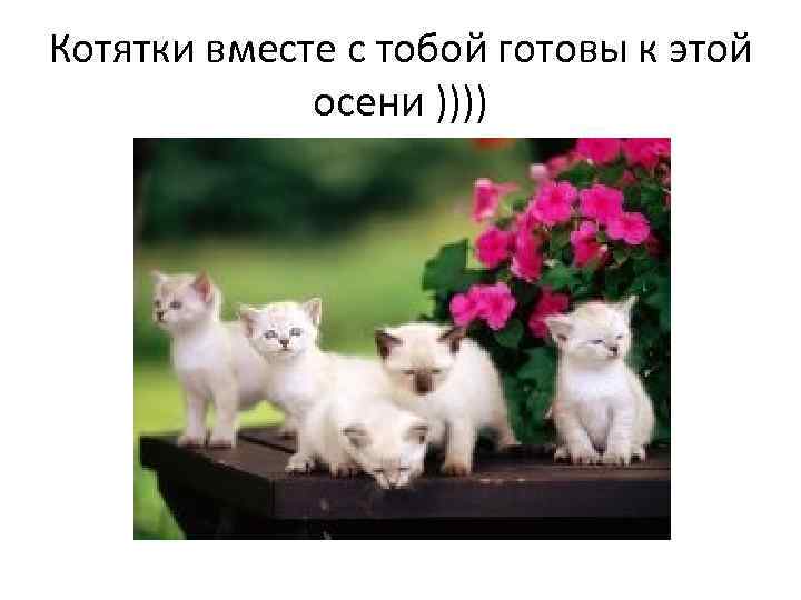 Котятки вместе с тобой готовы к этой   осени )))) 