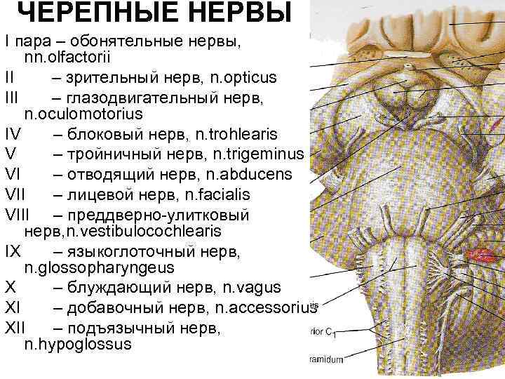  ЧЕРЕПНЫЕ НЕРВЫ I пара – обонятельные нервы, nn. olfactorii II – зрительный нерв,