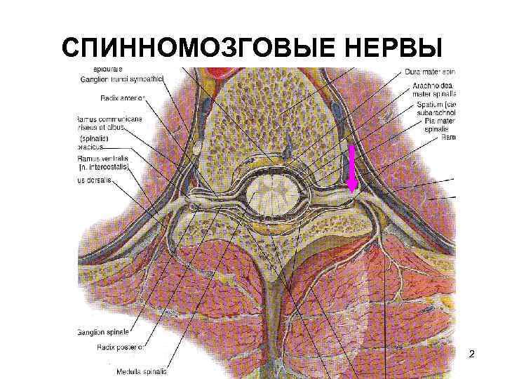 СПИННОМОЗГОВЫЕ НЕРВЫ      2 