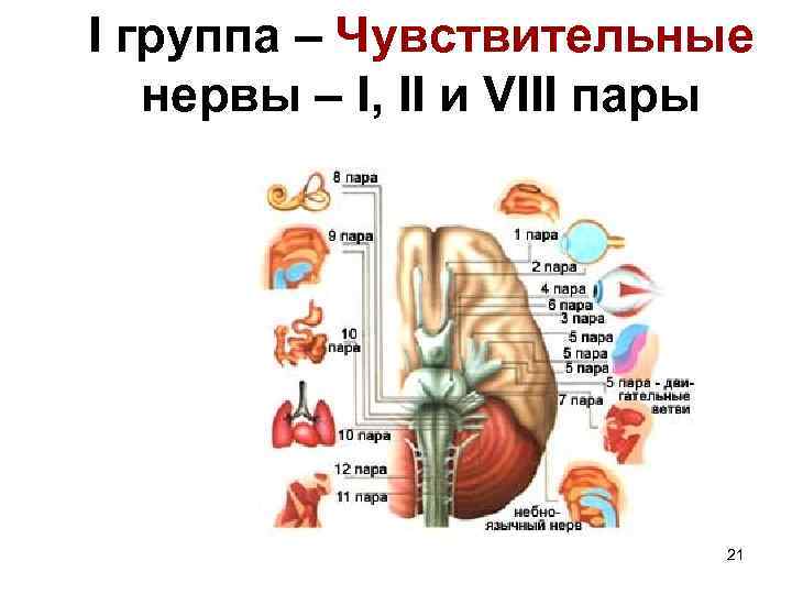 I группа – Чувствительные  нервы – I, II и VIII пары  