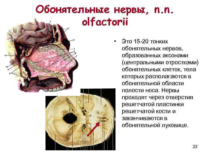 Обонятельные нервы, n. n.   olfactorii    • Это 15 -20