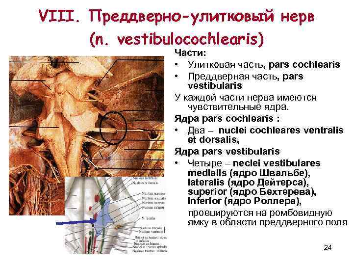 VIII. Преддверно-улитковый нерв  (n. vestibulocochlearis)    Части:   • Улитковая