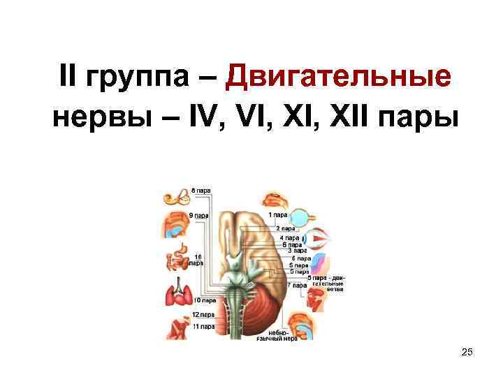 II группа – Двигательные нервы – IV, VI, XII пары    