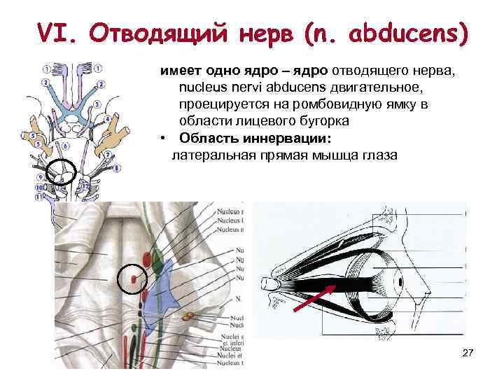 VI. Отводящий нерв (n. аbducens)   имеет одно ядро – ядро отводящего нерва,