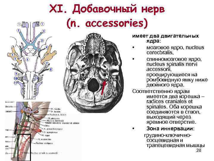 XI. Добавочный нерв  (n. accessories)   имеет два двигательных   