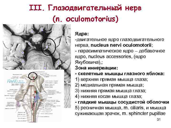 III. Глазодвигательный нерв  (n. оculomotorius)  Ядра:   -двигательное ядро глазодвигательного 