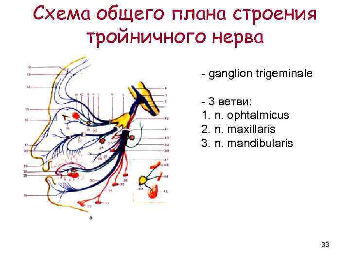 Схема общего плана строения тройничного нерва   - ganglion trigeminale   -