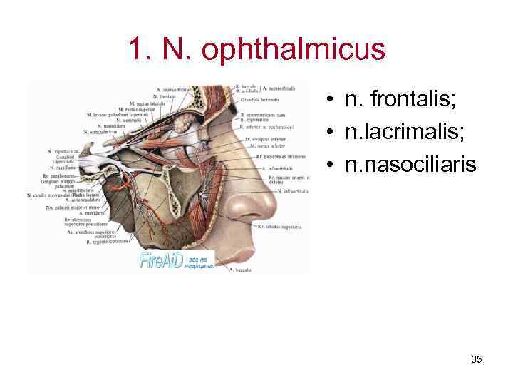 1. N. ophthalmicus    • n. frontalis;    • n.