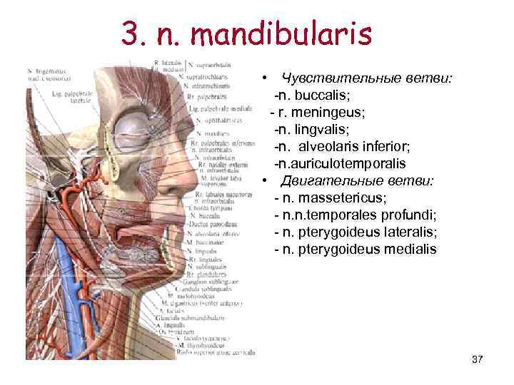 3. n. mаndibularis  • Чувствительные ветви:   -n. buccalis;   -