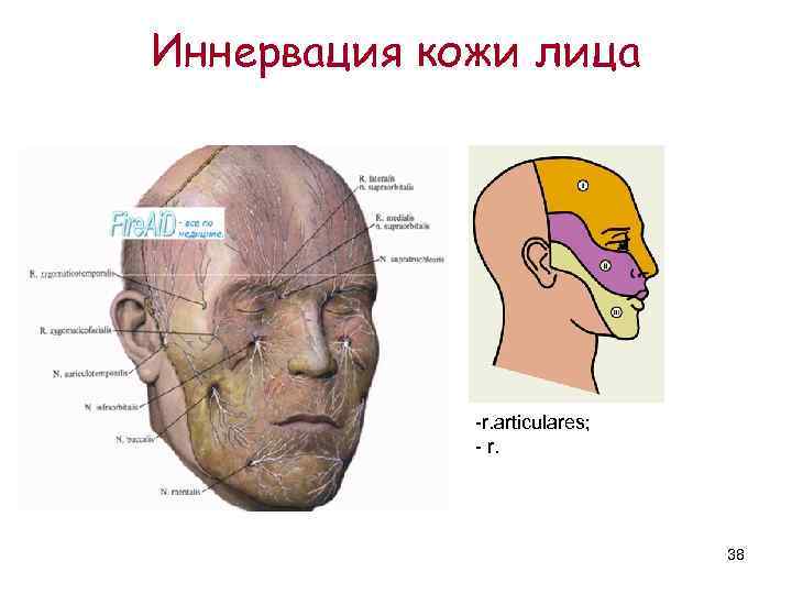 Иннервация кожи лица   -r. articulares;    - r.  