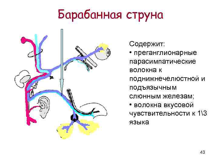 Барабанная струна   Содержит:   • преганглионарные  парасимпатические  волокна к
