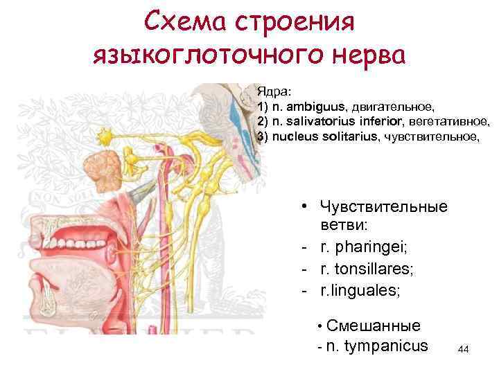   Схема строения языкоглоточного нерва  Ядра:   1) n. ambiguus, двигательное,