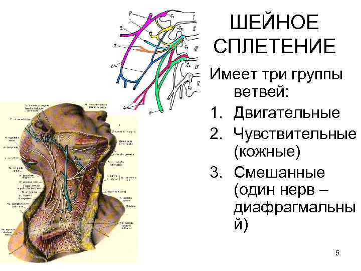  ШЕЙНОЕ СПЛЕТЕНИЕ Имеет три группы  ветвей: 1. Двигательные 2. Чувствительные  (кожные)