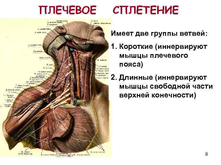 Мышцы плечевого пояса и верхней конечности