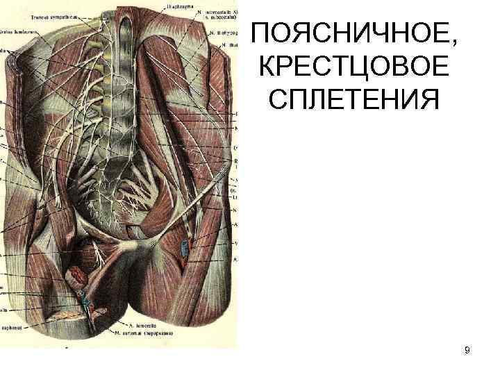 ПОЯСНИЧНОЕ, КРЕСТЦОВОЕ СПЛЕТЕНИЯ    9 