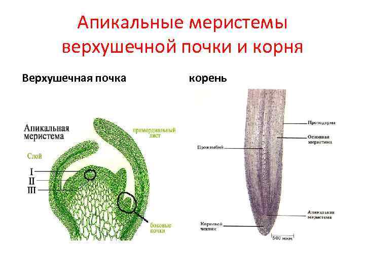 Образовательная ткань у растений рисунок