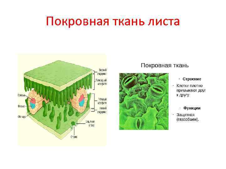 Покровная ткань ответ