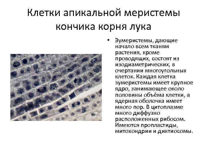 Клетки образовательной ткани меристемы растений