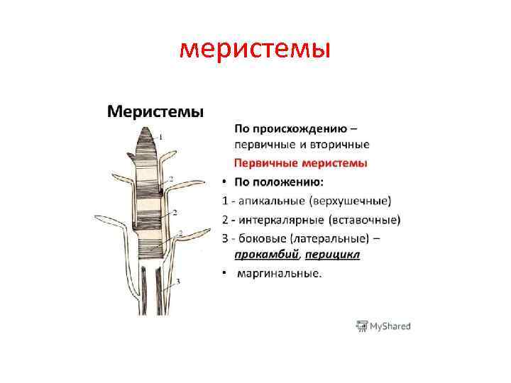 Образовательная ткань это. Вставочная меристема. Образовательные ткани меристемы. Первичная апикальная меристема. Апикальная меристема строение.