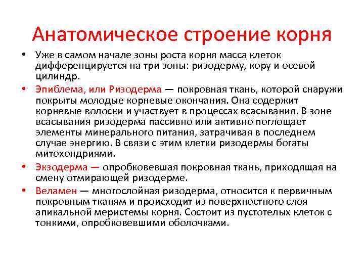  Анатомическое строение корня • Уже в самом начале зоны роста корня масса клеток