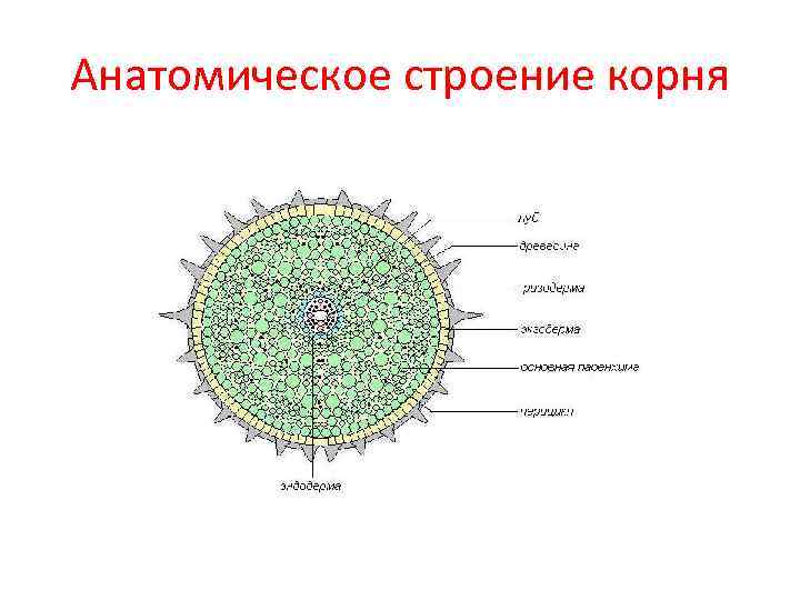 Строение корня поперечный срез. Анатомическое строение корня. Части растений в разрезе. Поперечные разрезы растений частей.