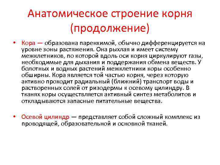   Анатомическое строение корня  (продолжение) • Кора — образована паренхимой, обычно дифференцируется