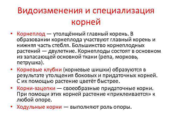  Видоизменения и специализация   корней • Корнеплод — утолщённый главный корень. В