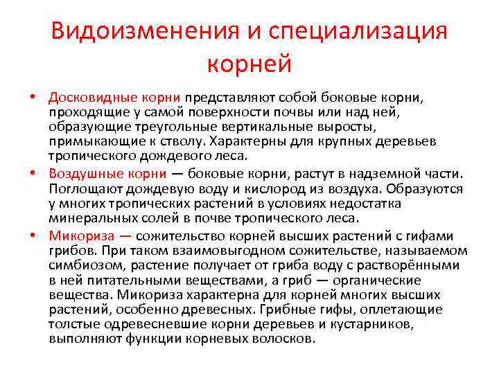  Видоизменения и специализация   корней • Досковидные корни представляют собой боковые корни,