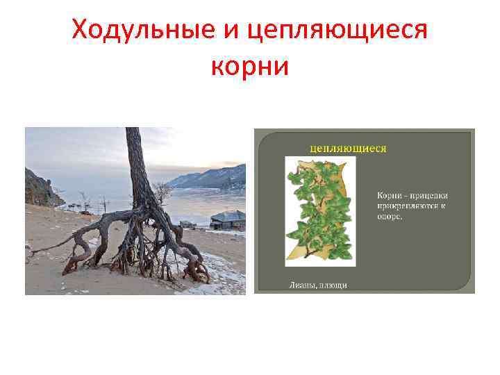 Ходульные и цепляющиеся   корни 