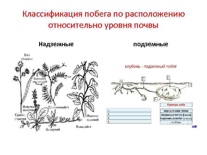 Подземные и надземные органы растений