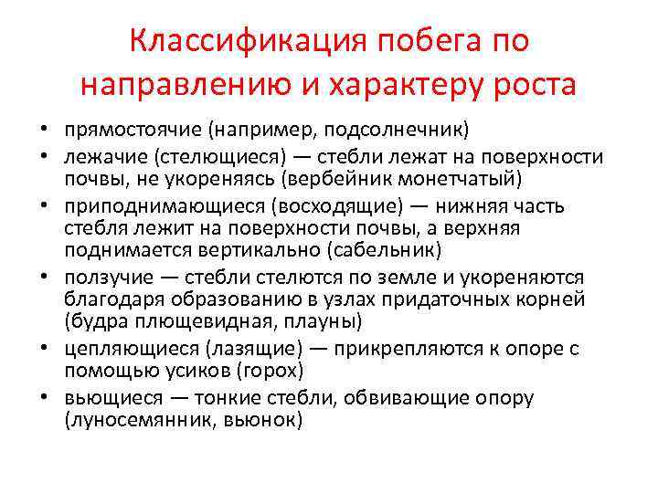  Классификация побега по  направлению и характеру роста • прямостоячие (например, подсолнечник) •