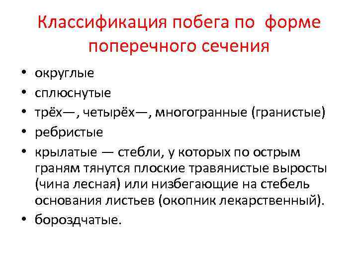   Классификация побега по форме   поперечного сечения • округлые • сплюснутые
